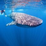 Whale shark Experience in the Caribbean Sea from Playa del Carmen - The Sum Up