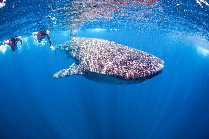Whale shark Experience in the Caribbean Sea from Playa del Carmen - The Sum Up