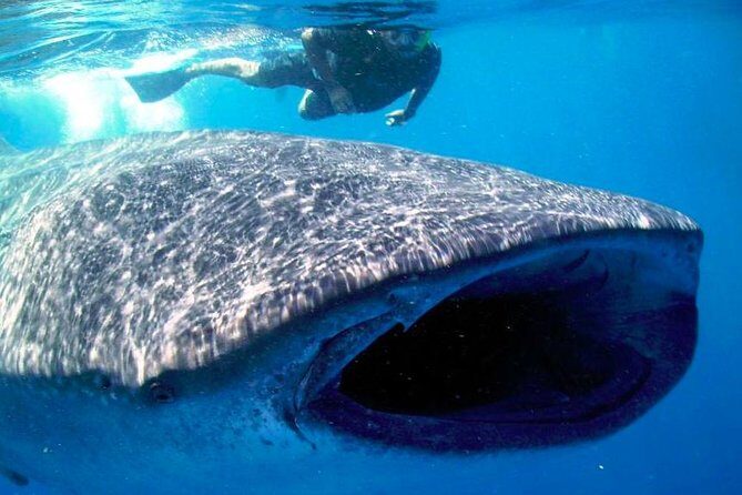 Whale Shark Experience Lifetime Memory in Cancun (snack included) - The Real Experience: Authentic Encounters & Tips