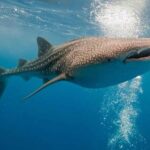 Whale Shark Snorkel Experience in Cancun (Snack Lunch included) - The Sum Up