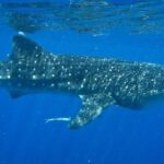 Whale Shark Snorkel Tour in Cancun (Snack Lunch included) - Who Will Love This Tour?