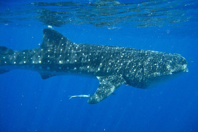 Whale Shark Snorkel Tour in Cancun (Snack Lunch included) - Who Will Love This Tour?