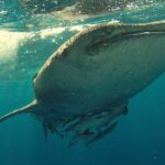 Whale Shark Snorkeling in La Paz - Authentic Insights from Past Travelers
