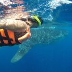 Whale Shark Tour from Cancun and Playa Del Carmen - The Real Value of the Tour