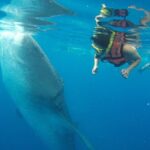Whale Shark Tour Isla Mujeres - The Sum Up