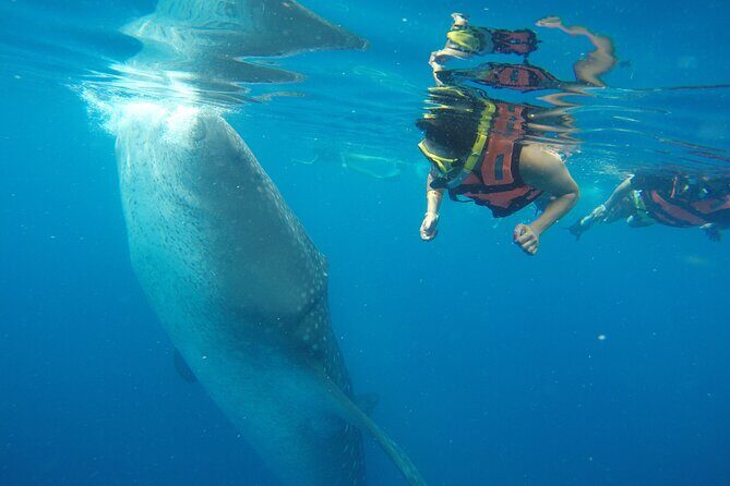 Whale Shark Tour Isla Mujeres - The Sum Up