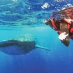 Whale Shark Watching and Snorkeling Experience on Contoy Island - What We Love About This Tour