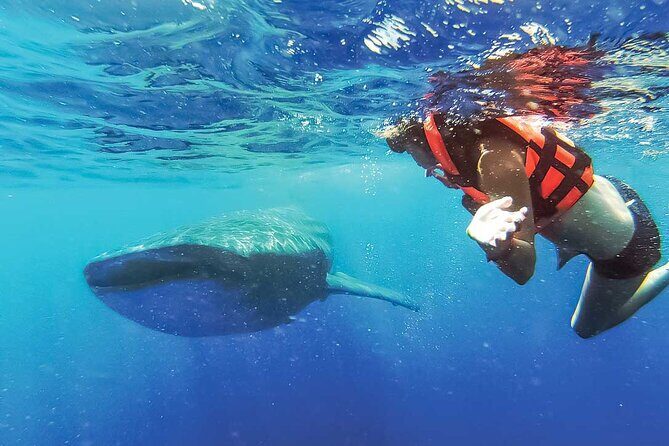 Whale Shark Watching and Snorkeling Experience on Contoy Island - What We Love About This Tour