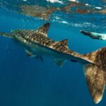 Whale Sharks and Sea Lions Snorkeling Picnic at Balandra Beach - Why This Tour Is a Great Choice