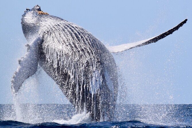 Whale Tour, Sail to Cabo San Lucas Arc + Food - Who Would Enjoy This Tour Most?