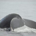 Whale watching 3 hours in Puerto Vallarta - The Journey: From Meeting Point to Whale Encounters