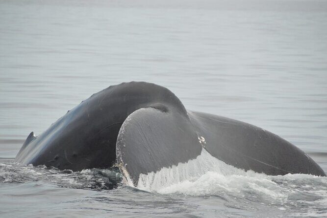 Whale watching 3 hours in Puerto Vallarta - The Journey: From Meeting Point to Whale Encounters