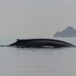 Whale Watching Adventure in Loretos Sea of Cortez - Discovering Loreto’s Whale Watching Tour