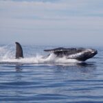 Whale Watching in San Jose del Cabo - The Itinerary in Detail