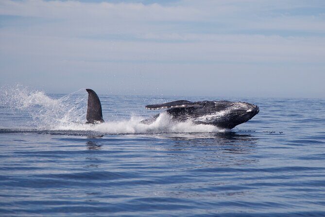 Whale Watching in San Jose del Cabo - The Itinerary in Detail
