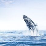 Whale Watching on board a Traditional Oak Boat from Árskógssandur - Who Is This Tour Best For?