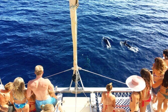 Whale Watching Sail in Honolulu with Open Bar - A Closer Look at the Value