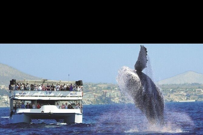 Whale Watching Sunset Tour - Who Would Love This Tour?