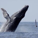 Whale Watching The Best Of Puerto Vallarta - What to Expect on the Water