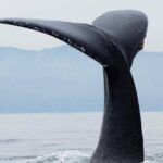 Whale Watching Tour in Puerto Vallarta - Practical Tips for Booking and Enjoying