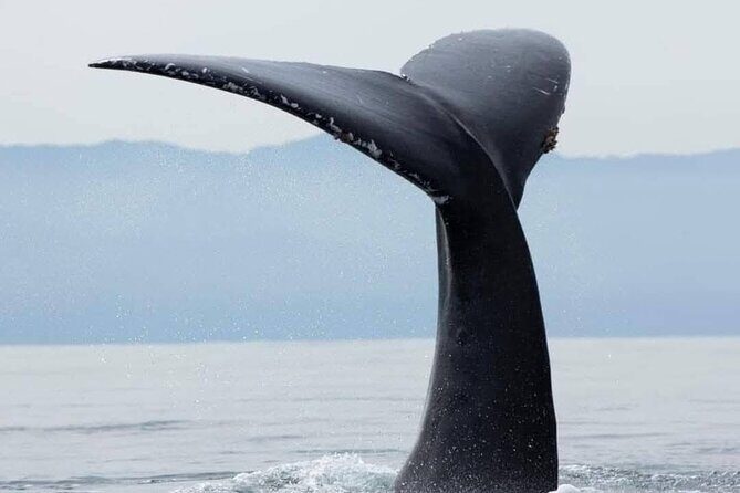 Whale Watching Tour in Puerto Vallarta - Practical Tips for Booking and Enjoying