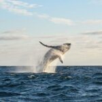 Whale Watching Tour with Arch and Beach in Cabo San Lucas - Who Will Love This Tour?