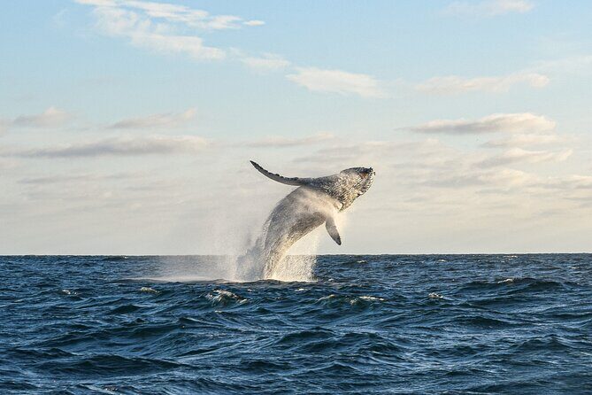 Whale Watching Tour with Arch and Beach in Cabo San Lucas - Who Will Love This Tour?