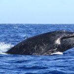 Whale Watching Warranty in San José del Cabo Snacks and drinks - Value for Money: Does it Hit the Right Note?