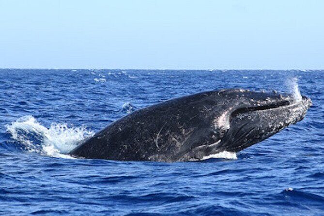 Whale Watching Warranty in San José del Cabo Snacks and drinks - Value for Money: Does it Hit the Right Note?