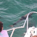 Wild Dolphin Encounter in Puerto Vallarta - Final Thoughts: Is It Worth It?