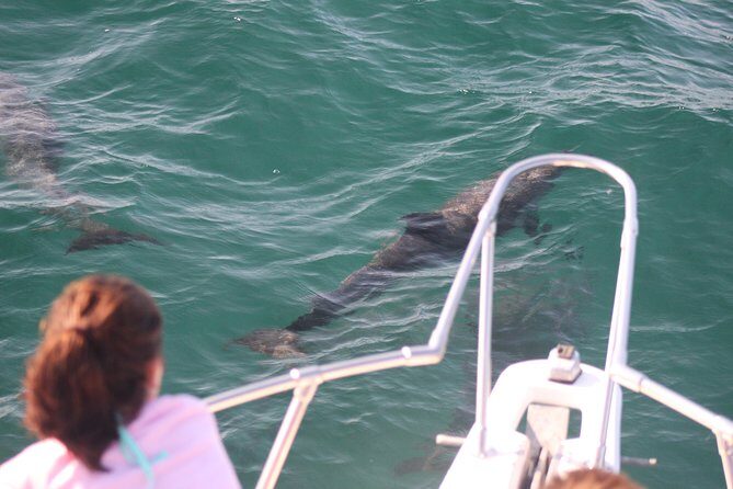 Wild Dolphin Encounter in Puerto Vallarta - Final Thoughts: Is It Worth It?