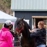Wild Mustang Experience Near Colorado Springs - What the Reviews Reveal