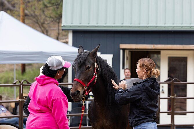 Wild Mustang Experience Near Colorado Springs - What the Reviews Reveal