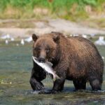 Wildlife Safari & Bear Viewing from Skagway - Good To Know