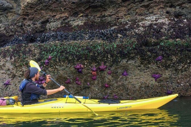 Wildlife Spotting Kayak Adventure on Orcas Island - Why This Tour Is Worth Considering
