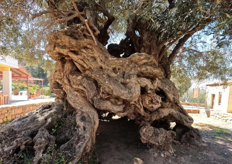 Wine, Dine & Divine: A Cretan Odyssey in Chania - Transport, Timing, and Practical Details