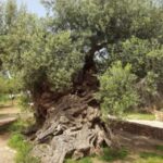 Wine Tasting & Ancient Olive Tree 3 Hours Tour  Private - Detailed Breakdown of the Itinerary