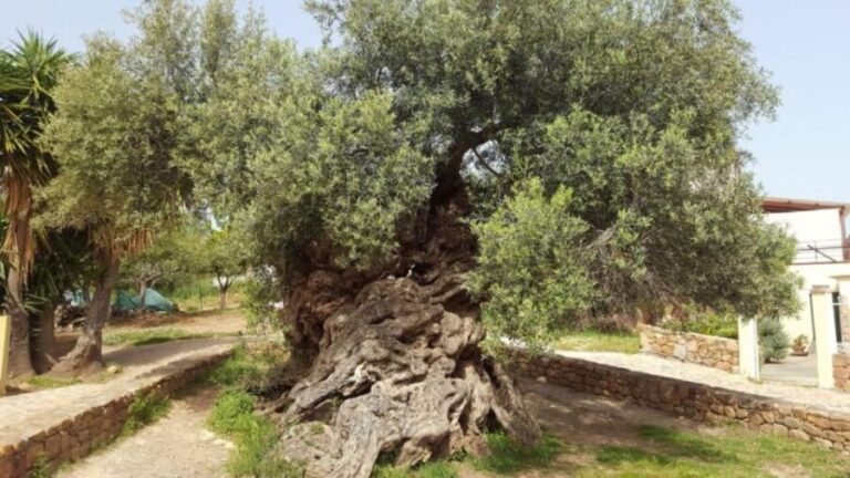 Wine Tasting & Ancient Olive Tree 3 Hours Tour  Private - Detailed Breakdown of the Itinerary
