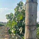 Wine Tasting experience in San Miguel de Allende - Extra Insights from Reviews