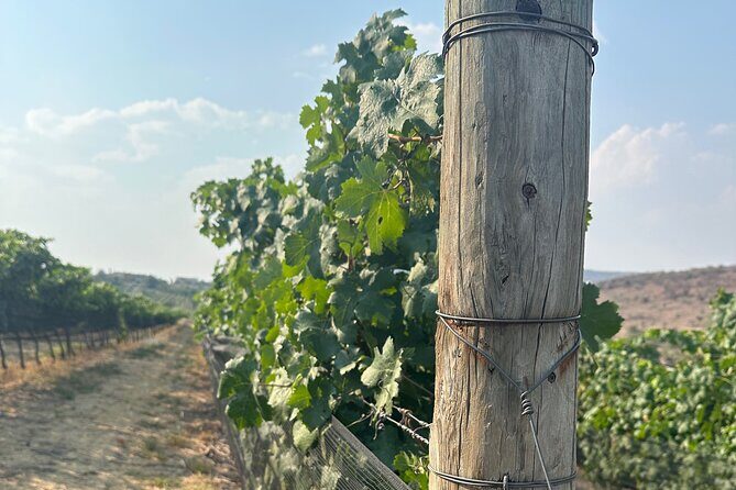 Wine Tasting experience in San Miguel de Allende - Extra Insights from Reviews