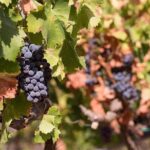 Wine tour aroud vineyards of Cagliari - Exploring the Heart of Sardinian Wine