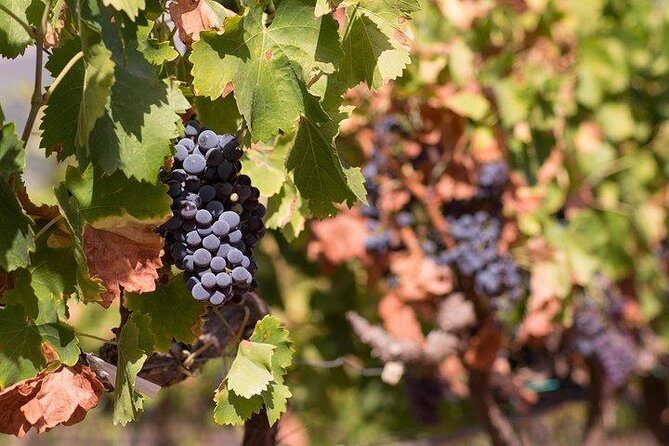 Wine tour aroud vineyards of Cagliari - Exploring the Heart of Sardinian Wine