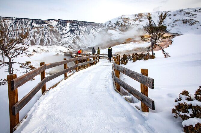 Winter Wildlife Safari in Yellowstone National Park - Practical Details and Considerations
