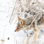 Winter Wildlife Watching Private Tour - Who Should Consider This Tour?