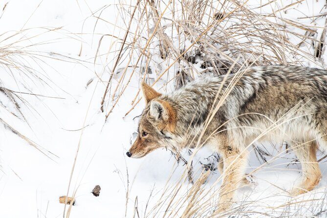 Winter Wildlife Watching Private Tour - Who Should Consider This Tour?