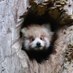 Wuppertal: Entry to the Green Zoo Wuppertal - What To Expect During Your Visit