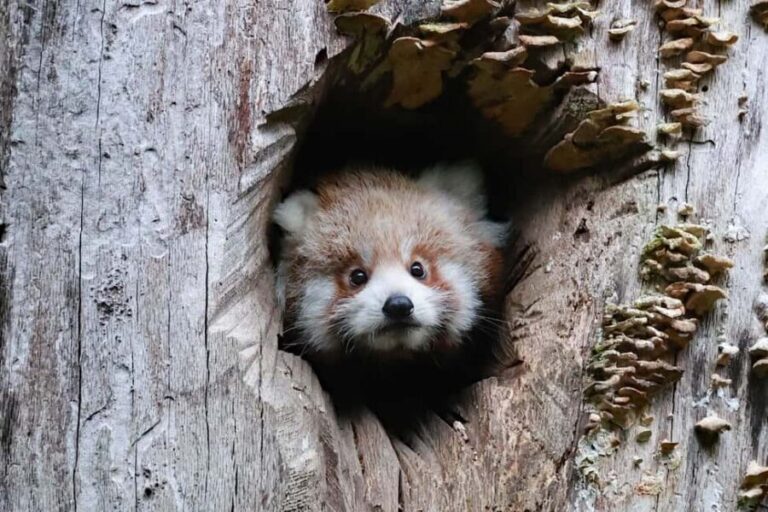 Wuppertal: Entry to the Green Zoo Wuppertal - What To Expect During Your Visit