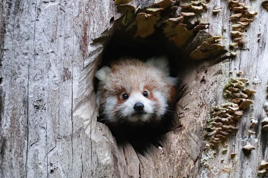 Wuppertal: Entry to the Green Zoo Wuppertal - What To Expect During Your Visit