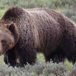 Yellowstone Full Day Tours - Price and Value: Is It Worth It?