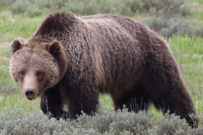 Yellowstone Full Day Tours - Price and Value: Is It Worth It?